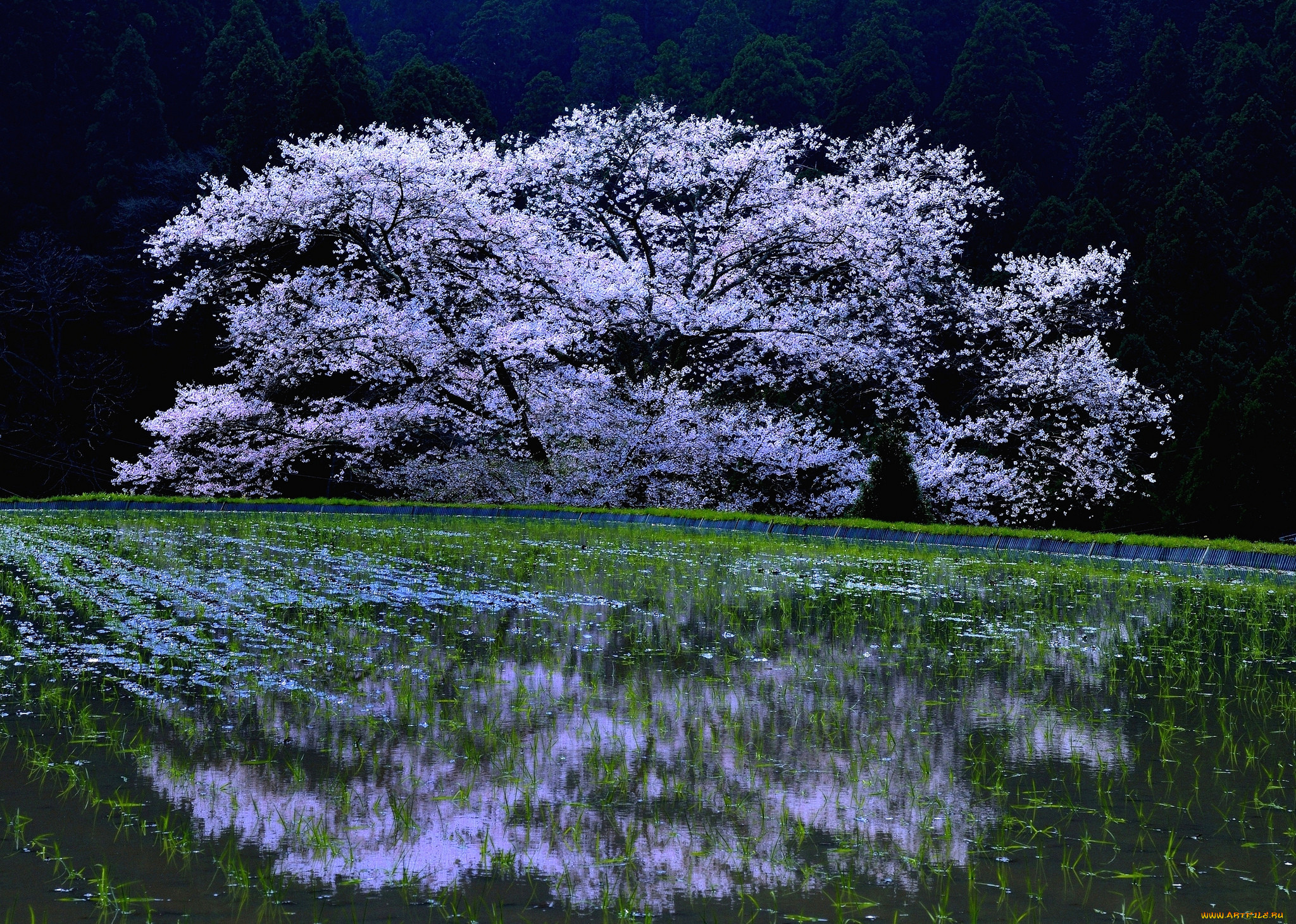 , , , , , sakura, cherry, blossoms, 
